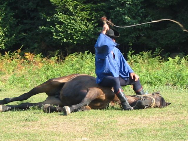Lopovi ne biraju - kradu i konjska sedla!