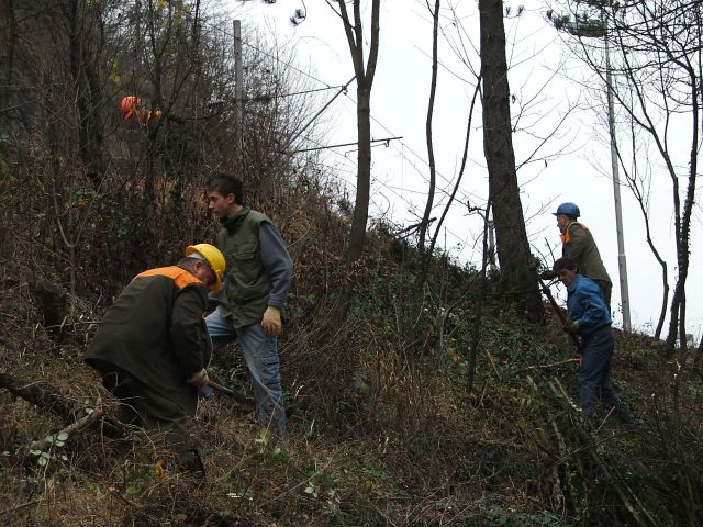 Traže se šumski radnici