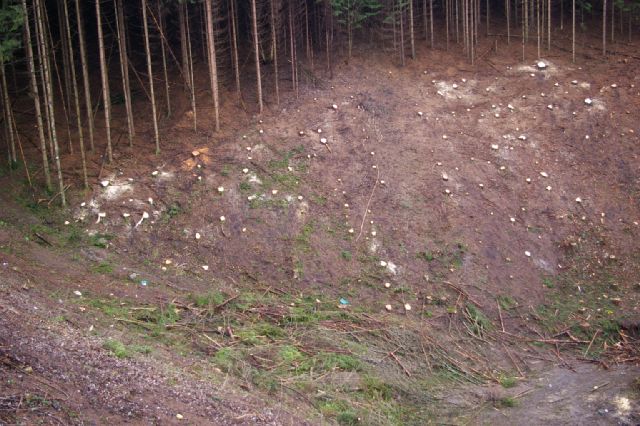 Sječe se šuma oko sjedišta budućeg Holdinga