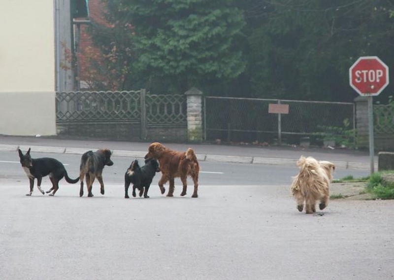 Obaziru li se psi na prometne znakove?