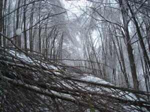 Put za Brezovu poljanu