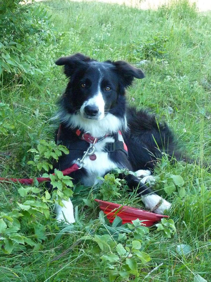 Dylan jedan od ponajboljih službenih pasa HGSS-a