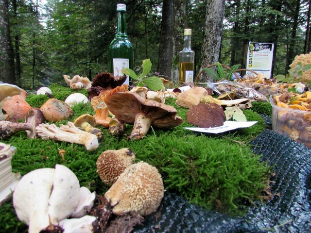 10609625_715219648568163_7116170721765007889_n (Kopiraj)