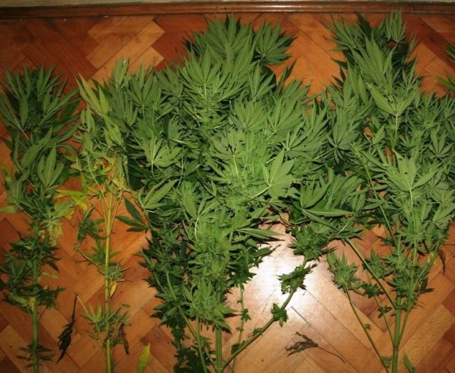 Marihuana