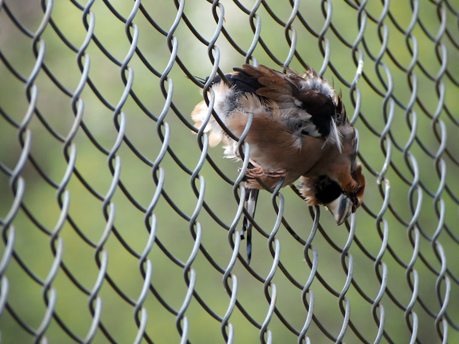 Ena Mlinac pohvaljena je za fotografiju Smrt u žici