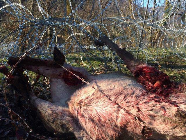 12339150_986333041428102_1717042991690545168_o