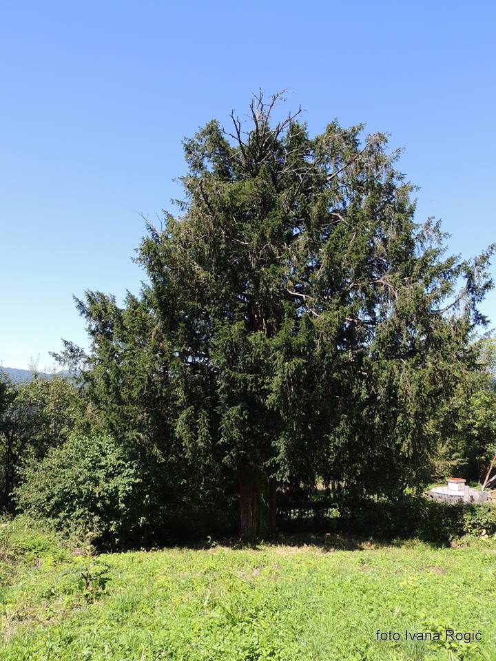 13938336_1118232608252261_4446994405805008440_n