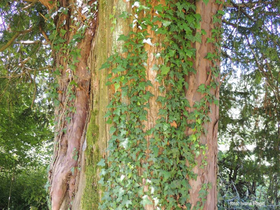 13962905_1118232628252259_8160264141319517535_o