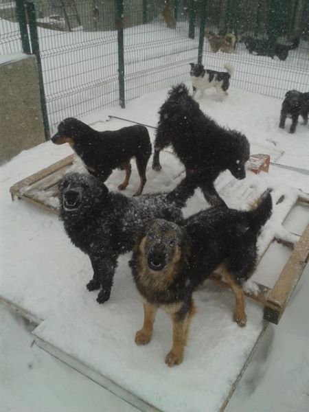 16105540_1290440174328467_8005261949540114242_n